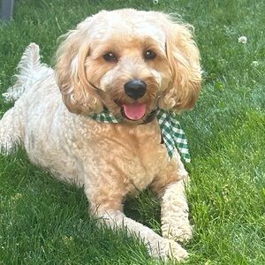 Hi and welcome to my closet! Please feel free to make me an offer :)